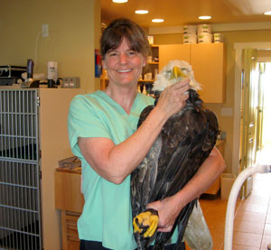 Working on a Bald Eagle for Chintimini Wildlife Center