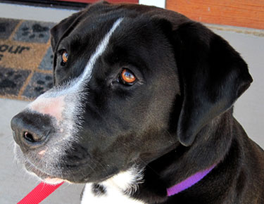 Maggie the Dog, employee of All Creatures Great and Small Veterinary Clinic